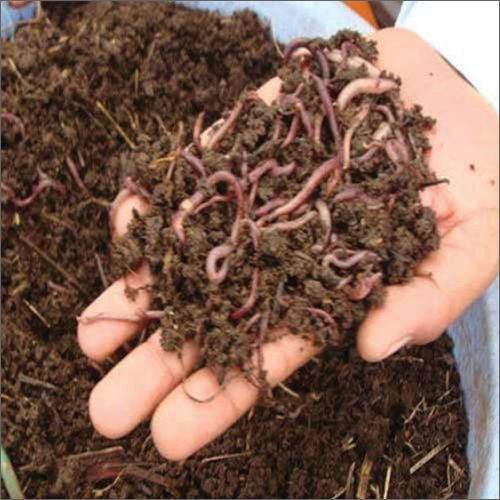 Agriculture Live Earthworms Granular