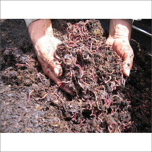 Organic Agriculture Live Earthworms