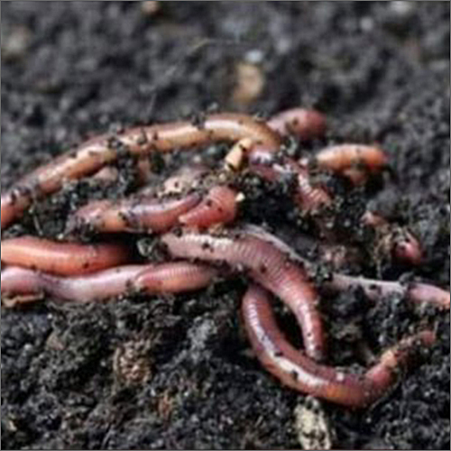 Live Earthworms For Composting