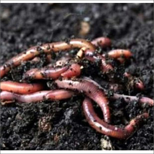 Agriculture Live Earthworms