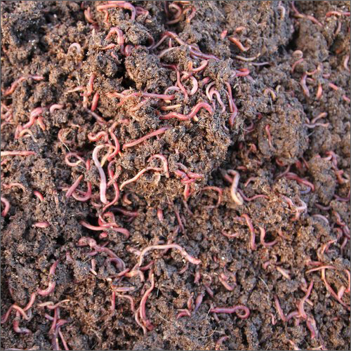 Organic Live Earthworms