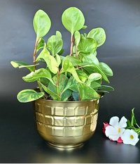 Brass Table Top Line Engraved Planter