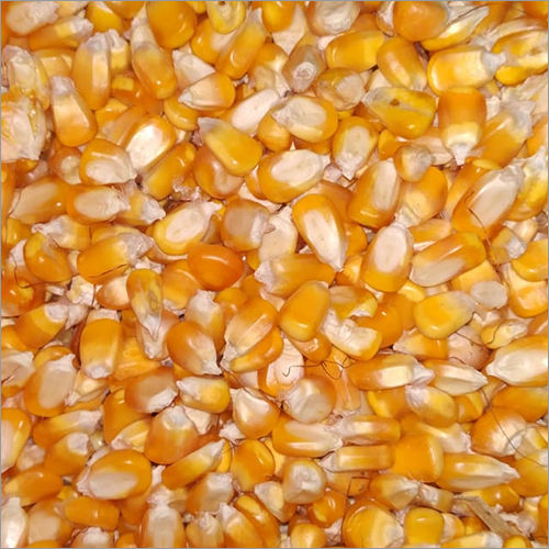 Dry Maize