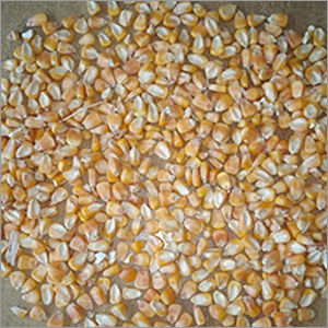 Dry Maize