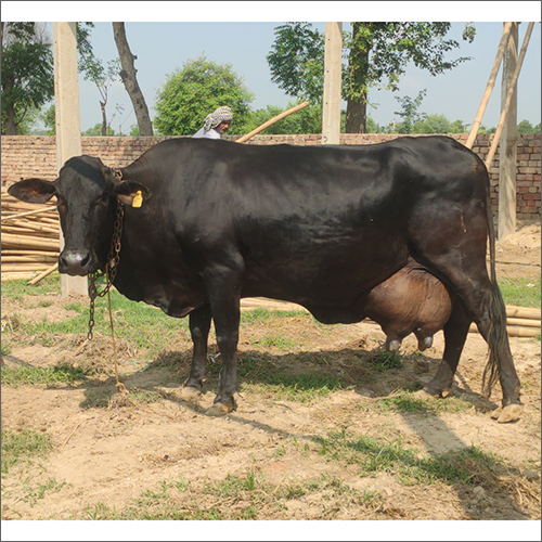 Black Kapila Cow