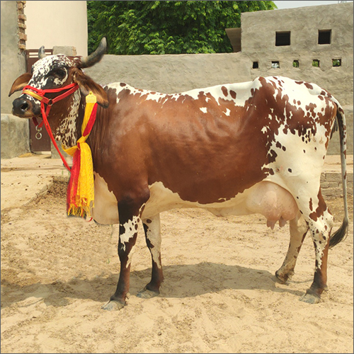 Pure Rathi Cow