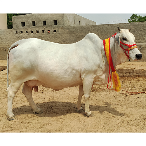White Pure Tharparkar Cow
