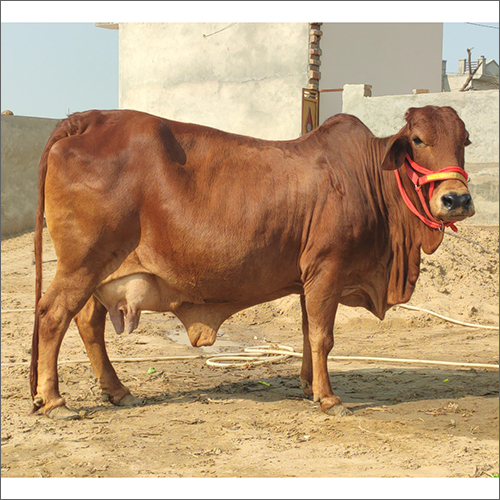 Brown Pure Sahiwal Cow
