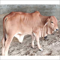 Brown Sahiwal Cow