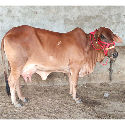 Sahiwal Breed Cow