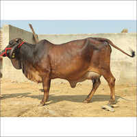 Dark Brown Sahiwal Cow