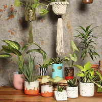Garden Flower Planters
