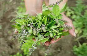 Aloe Vera With Tulsi