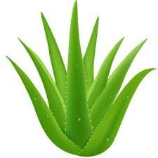 ALOE VERA WITH CHANDAN