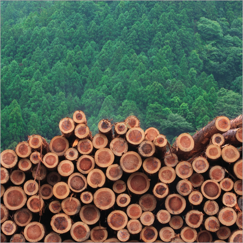 Azobe Wood Logs