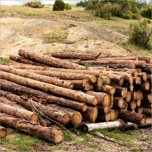 Pine Wood Logs By MARVEL BIOSCIENCE FZE
