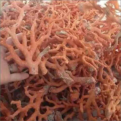 Big Size Rough Red Coral