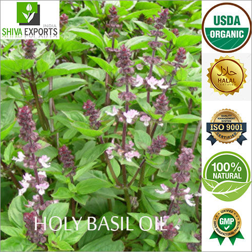 Holy Basil Oil