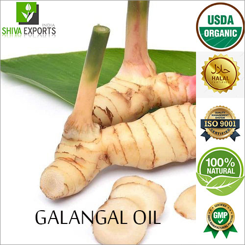 Galangal Oil By SHIVA EXPORTS INDIA