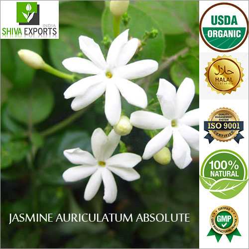 Jasmine Auriculatum Absolute Essential Oil