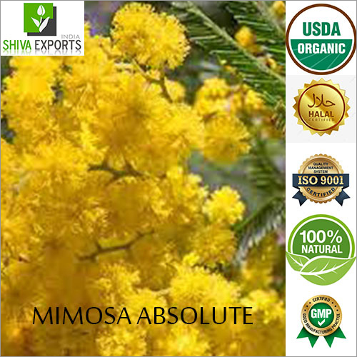 Mimosa Absolute Essential Oil