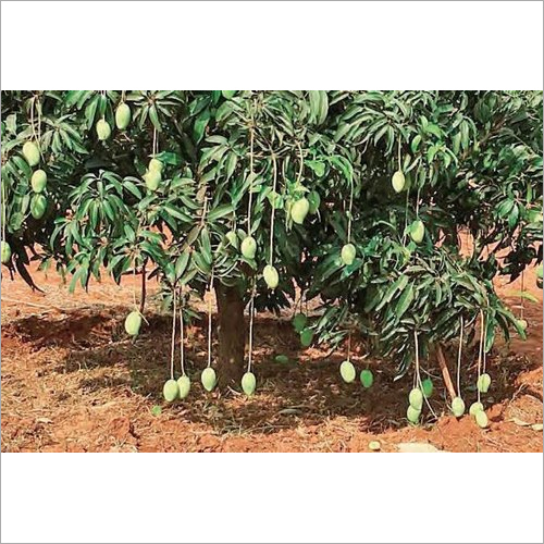 Dudhia Malda Mango Plant