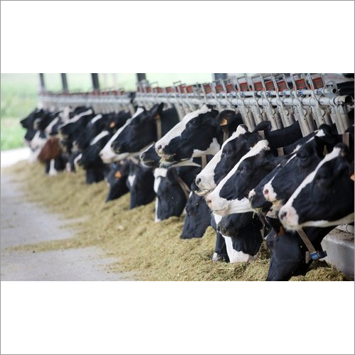 Cattle Feed Testing Services