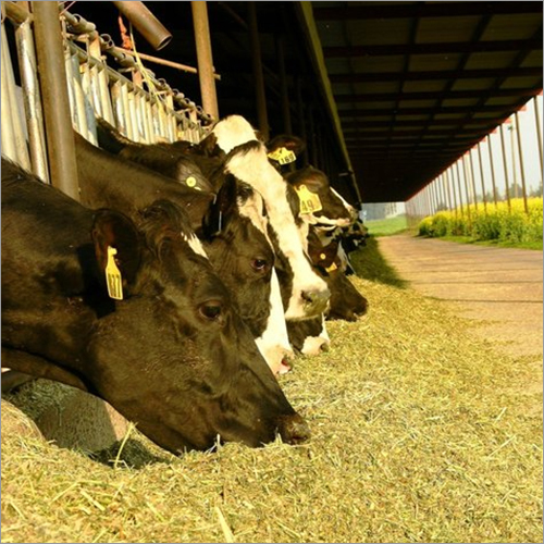 Animal Feed Testing Services