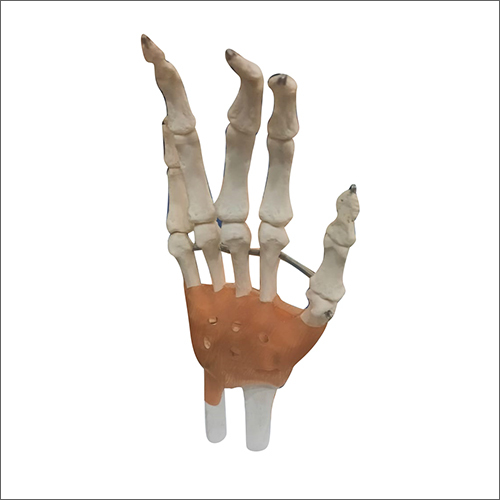 Laboratory Skeleton Hand