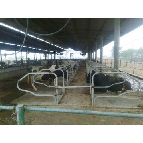 Dairy Farm Cattle Cubicle