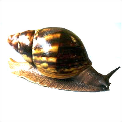 Water Snail