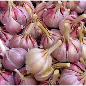 Fresh Garlic