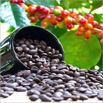 Fresh Coffee Seeds