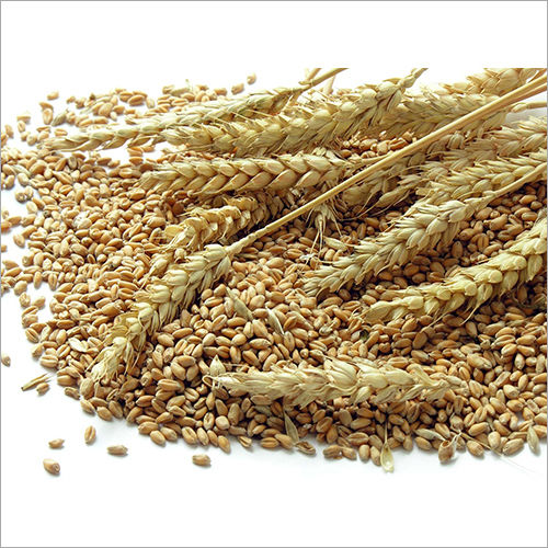 Natural Wheat Grain