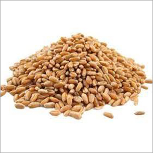 Natural Wheat Seeds By ADARSH AGRO FOOD INDUSTRIES