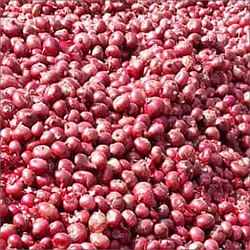 25 mm Red Onion