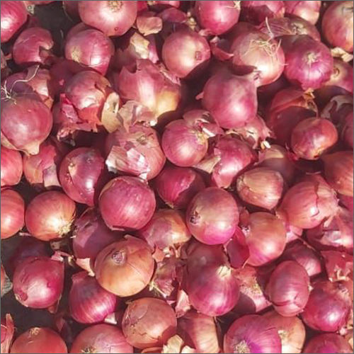 65 mm Red Onion