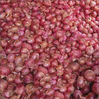 Fresh Pink Onion