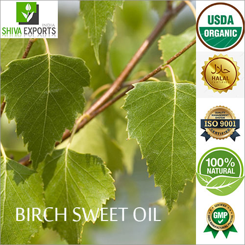 Birch Sweet Oil By SHIVA EXPORTS INDIA