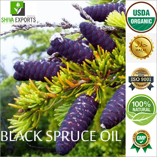 Black Spruce Oil