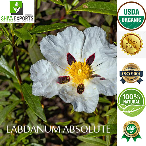 Labdanum Absolute