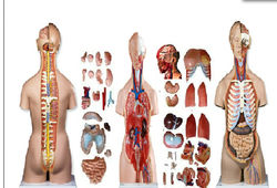 Nursing Charts