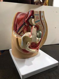 Nursing Anatomical Models