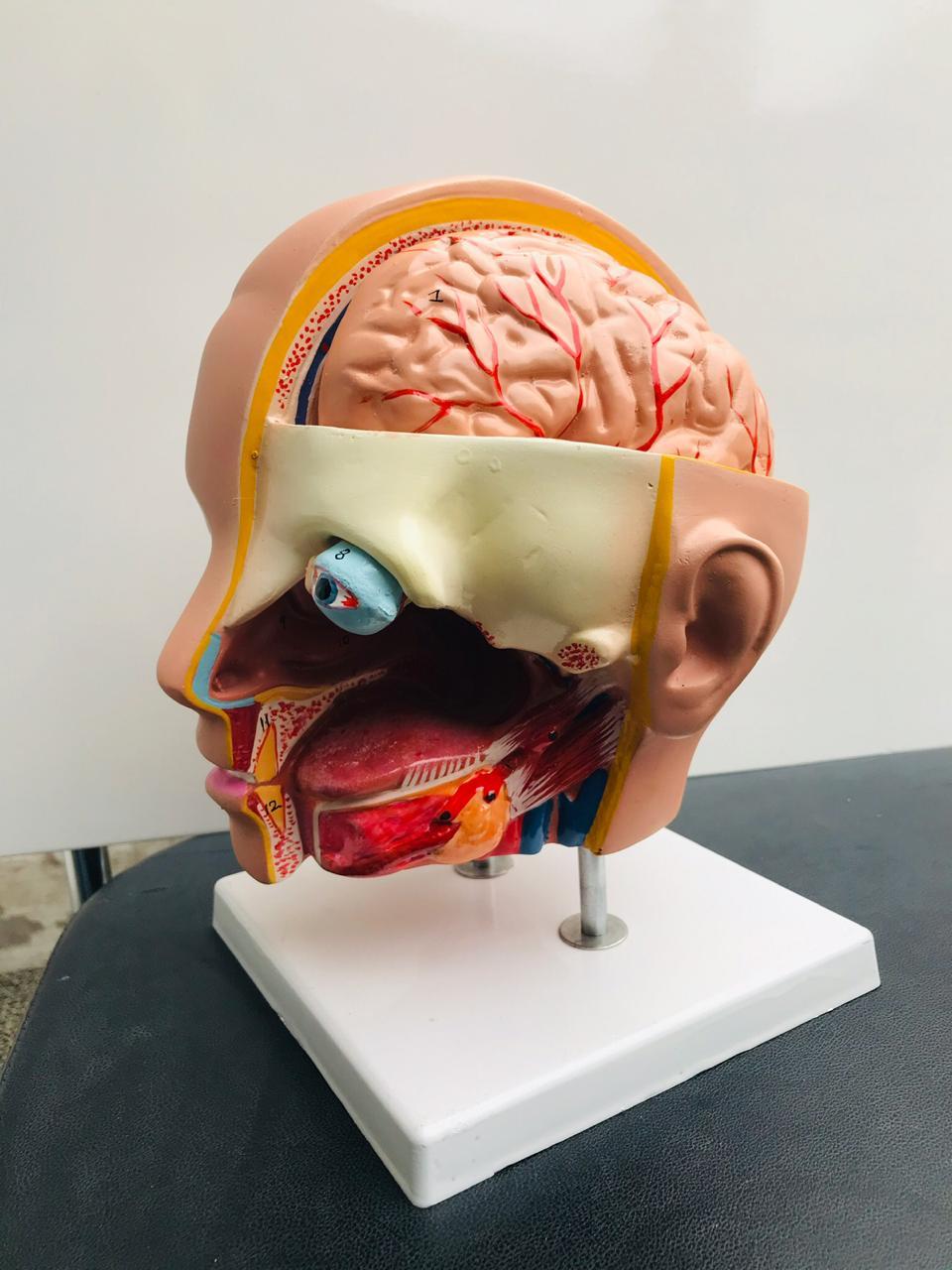 Nursing Anatomical Models