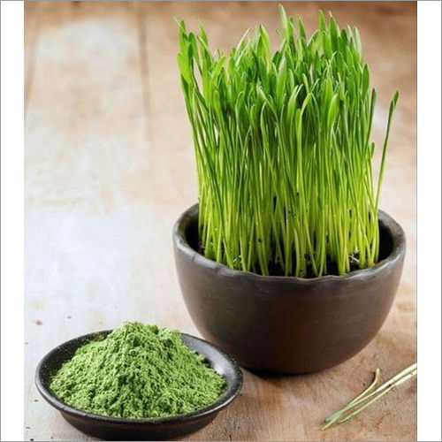 Organic Wheat Grass Powder