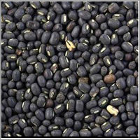 Black Urad