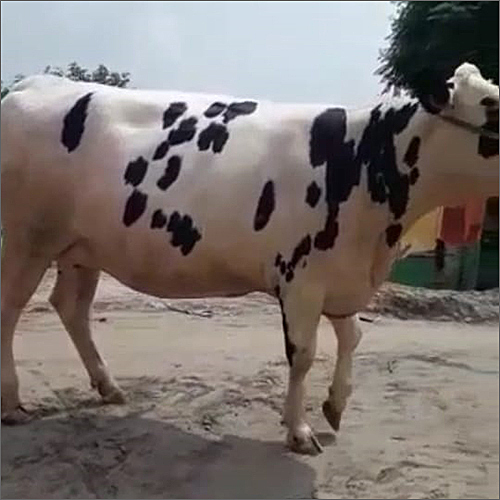 Pure HF Cow
