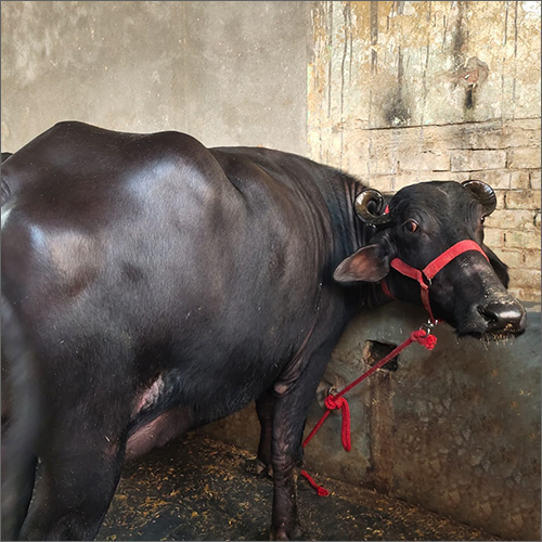 Black Murrah Buffalo