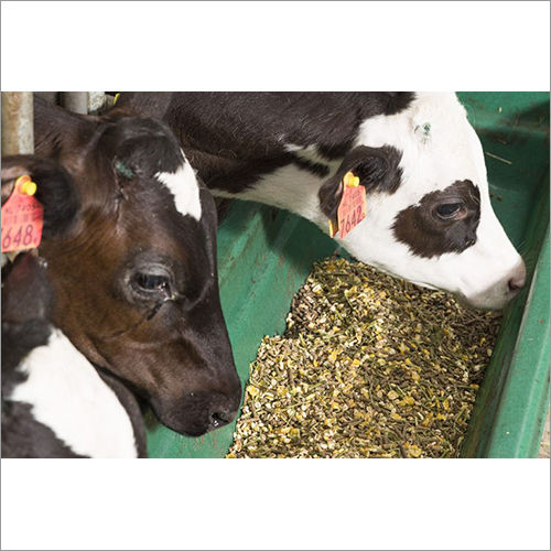 Natural Cattle Feed