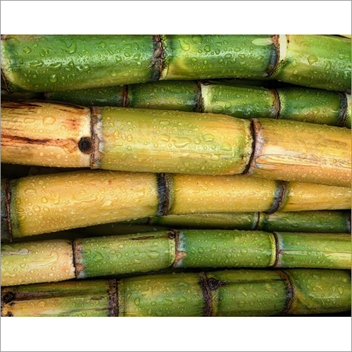 Natural Sugar Cane By THE SAPTSHRUNGESHWARI ONION & VEGETABLES PRODUCER'S CO-OP MKT. SOC. LTD.